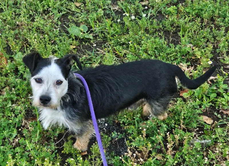 A young small-sized male Jack Russell Terrier dog named Marc for adoption in Vineland, NJ