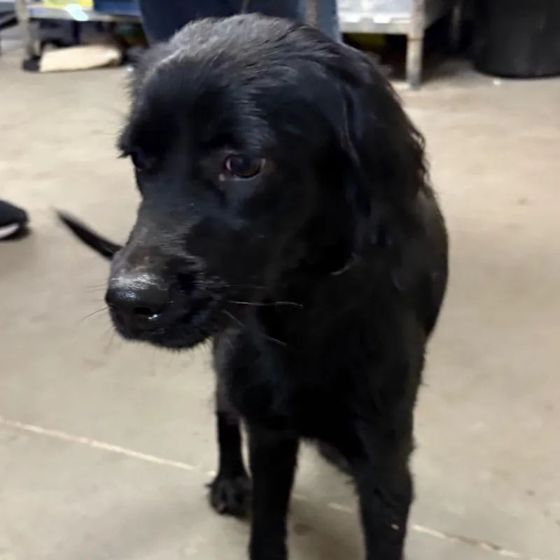 An adult medium-sized female Black Spaniel dog named Nora for adoption in Yuma, AZ