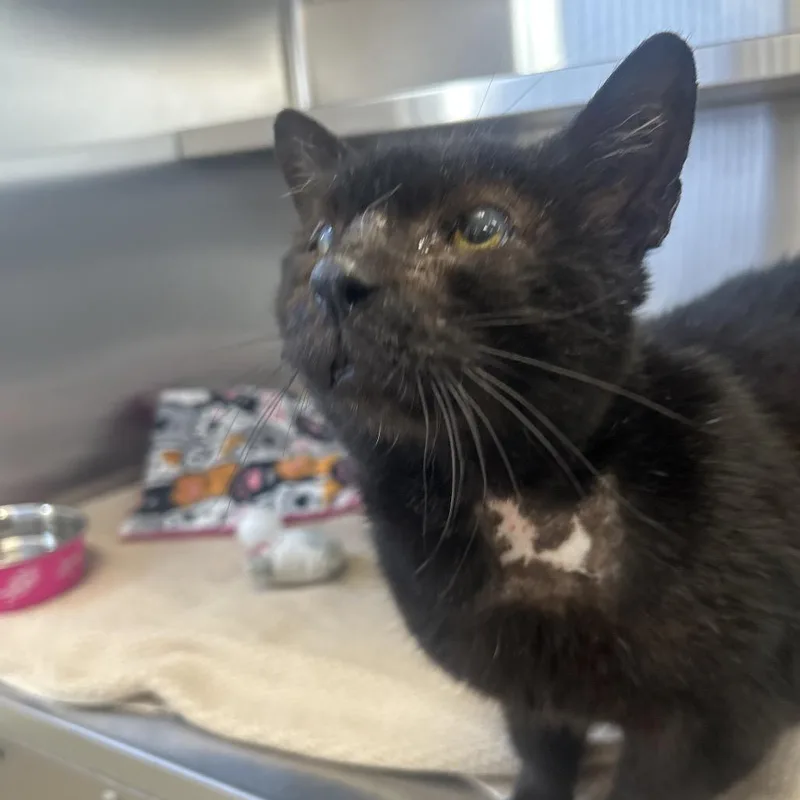 An adult medium-sized male Black Domestic Short Hair cat named Bear for adoption in Sarasota, FL