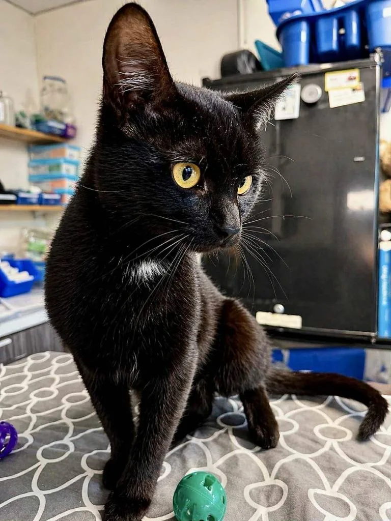 A baby medium-sized male Domestic Short Hair cat named Dipper for adoption in New Kensington, PA