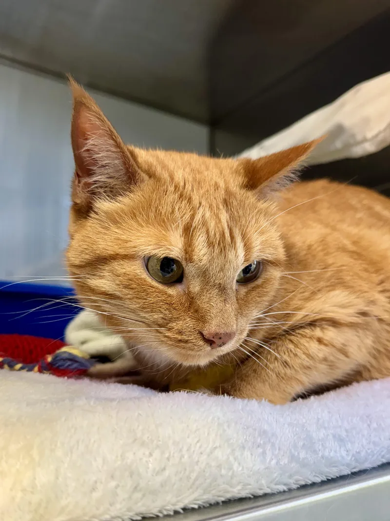 A senior medium-sized female Orange / Red Domestic Short Hair cat named Izzy for adoption in Midland, MI