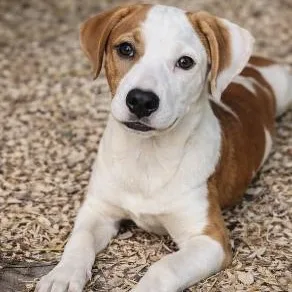 A baby medium-sized female Golden Labrador Retriever dog named Winks for adoption in Longview, TX
