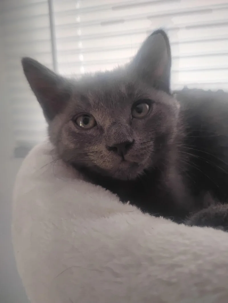 A baby medium-sized female Gray / Blue / Silver Domestic Short Hair cat named Skipper for adoption in Rootstown, OH