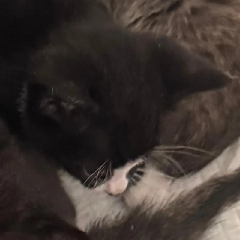 A baby small-sized female Black Domestic Short Hair cat named Babs for adoption in West Palm Beach, FL