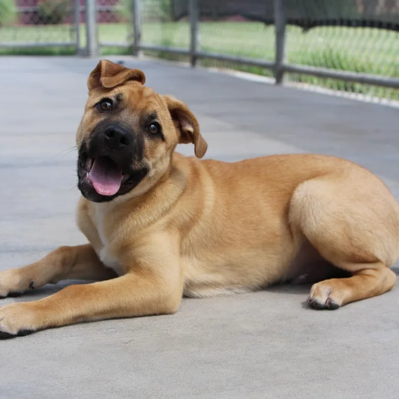 A baby small-sized male Yellow / Tan / Blond / Fawn Mixed Breed dog named Ponyboy for adoption in McPherson, KS