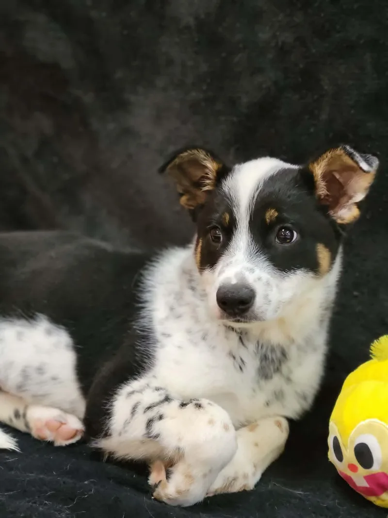 A baby medium-sized female Australian Cattle Dog / Blue Heeler dog named Aggie for adoption in Portage, WI
