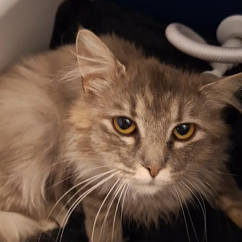 An adult medium-sized female Gray & White Domestic Medium Hair cat named Frieda for adoption in BUTLER, PA