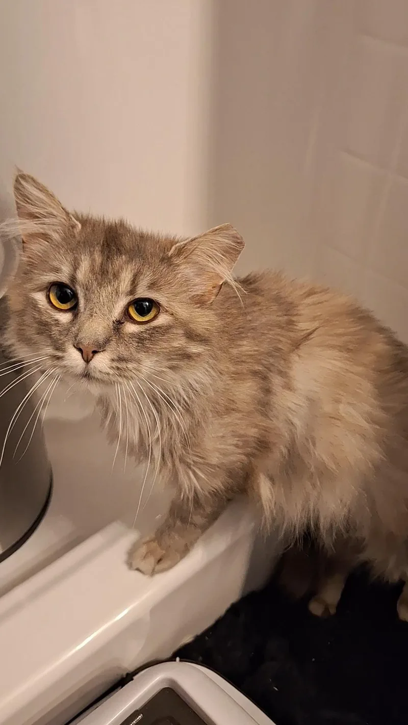 Frieda thumbnail 3