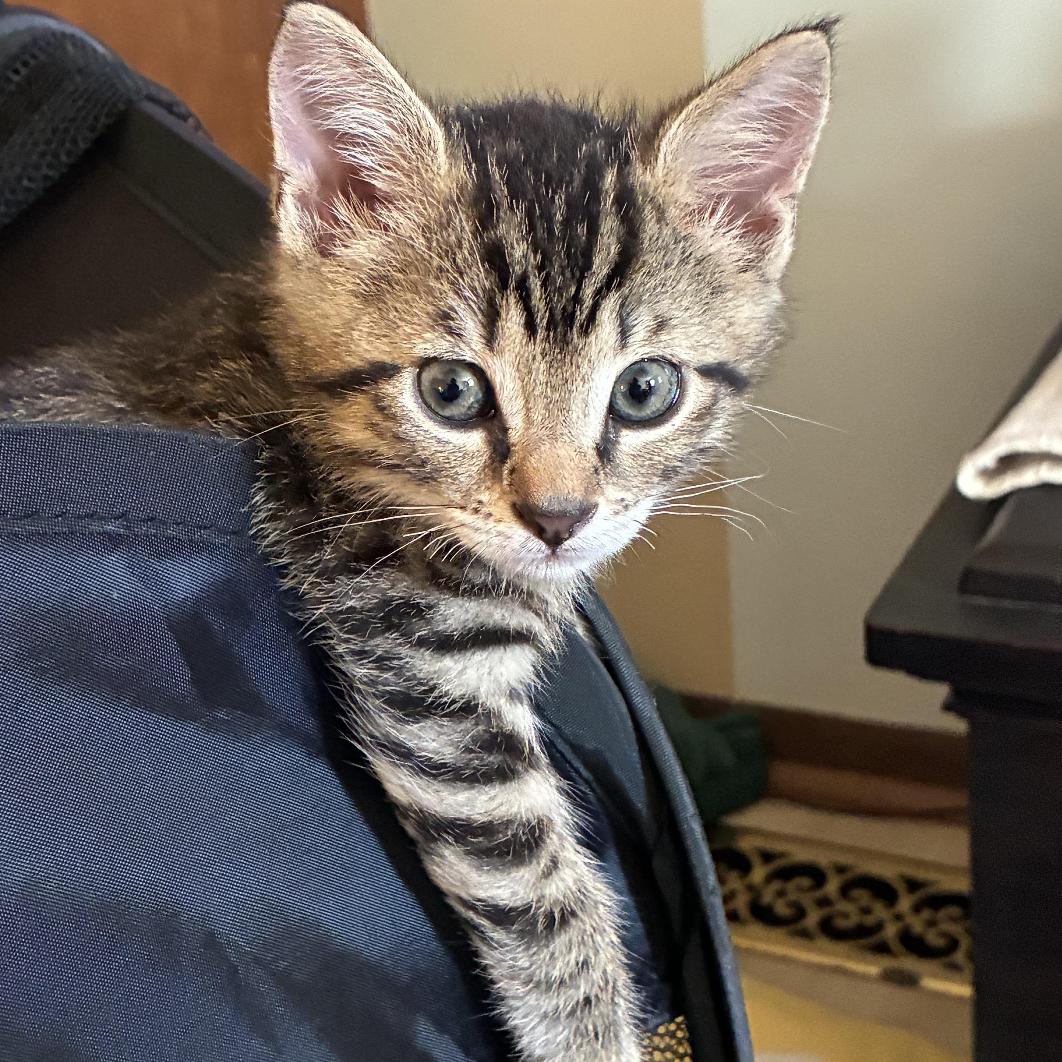 A baby small-sized male Tabby (Buff / Tan / Fawn) Domestic Short Hair cat named Rob for adoption in West Jefferson, OH