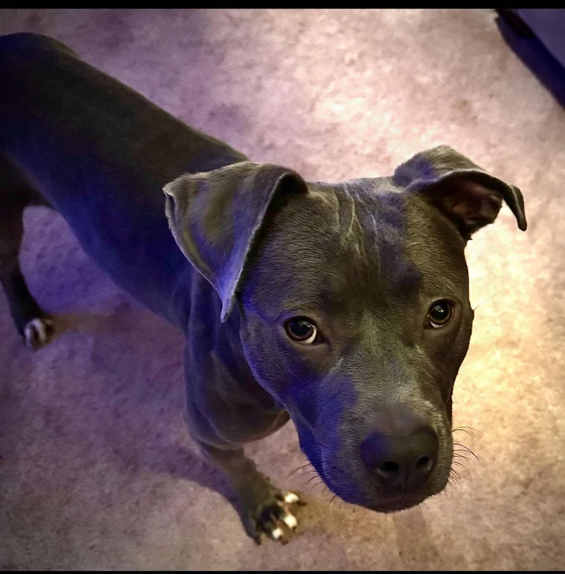 A young medium-sized female Pit Bull Terrier dog named Trudie for adoption in Fosters, AL