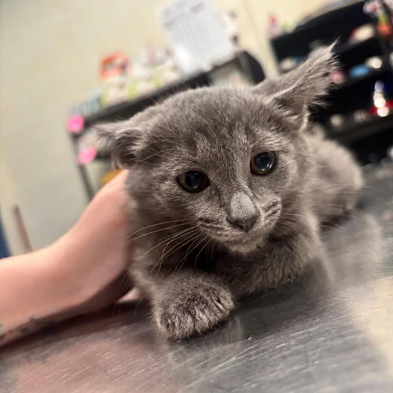 A baby small-sized female Gray / Blue / Silver Domestic Short Hair cat named Tofu C for adoption in Napoleon, OH