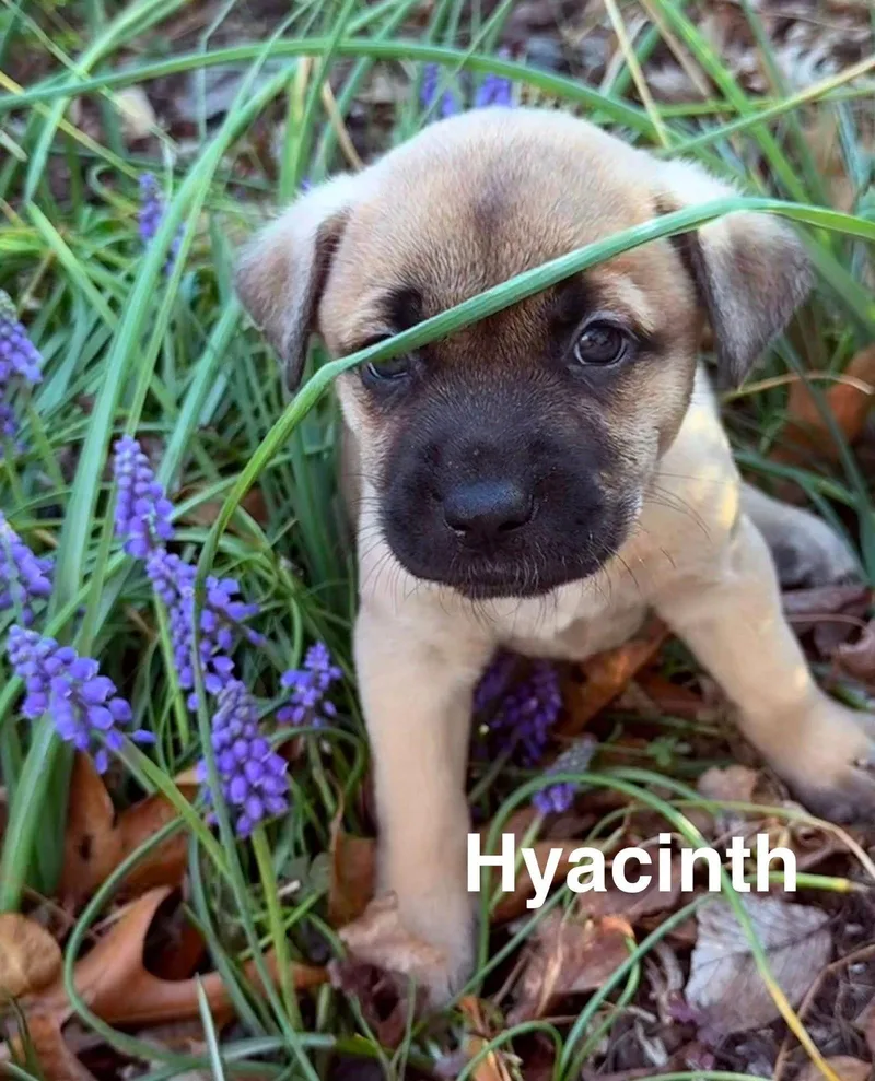 Hyacinth