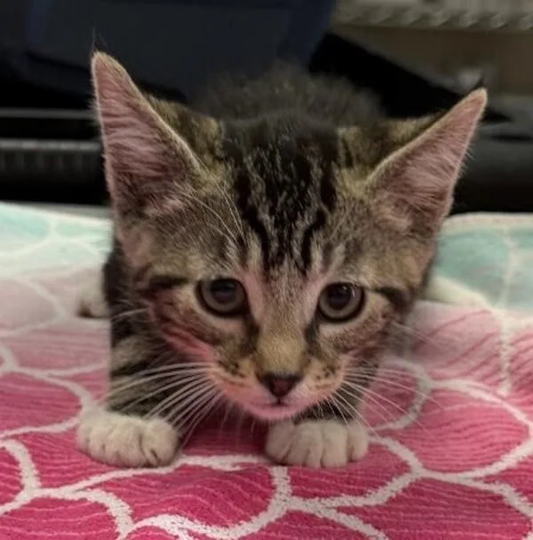 A baby medium-sized male Domestic Short Hair cat named Blue Morpho for adoption in Oakland, CA