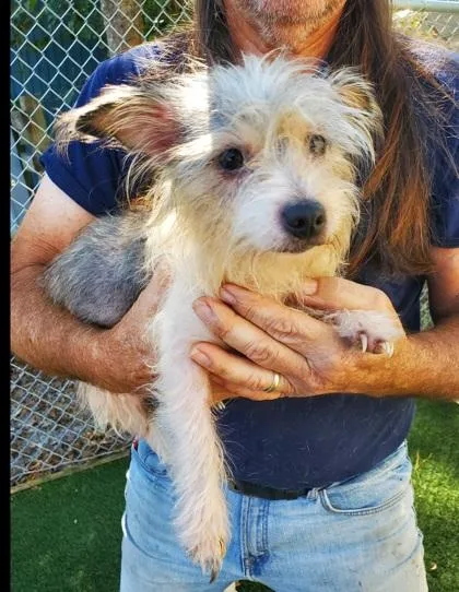 A young small-sized female Gray / Blue / Silver Terrier dog named Chloe . for adoption in Fernandina Beach, FL