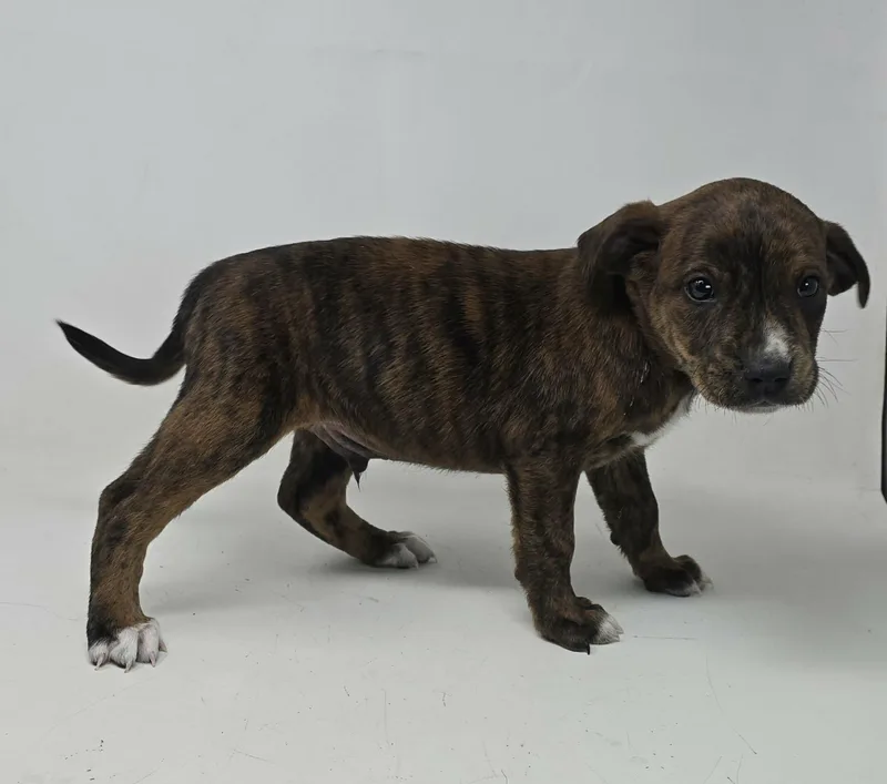 A baby medium-sized male Brindle Flat-Coated Retriever dog named Baron for adoption in Newport, TN