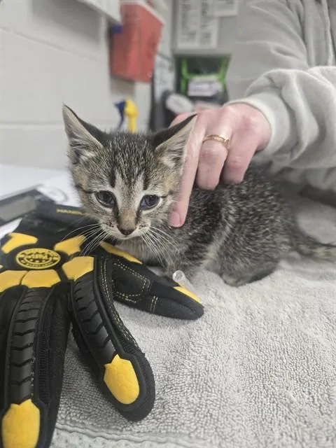 A baby small-sized male Domestic Short Hair cat named Jasper Hale for adoption in Easton, MD