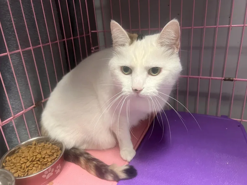 An adult medium-sized female Calico cat named Lucy for adoption in Georgetown, KY