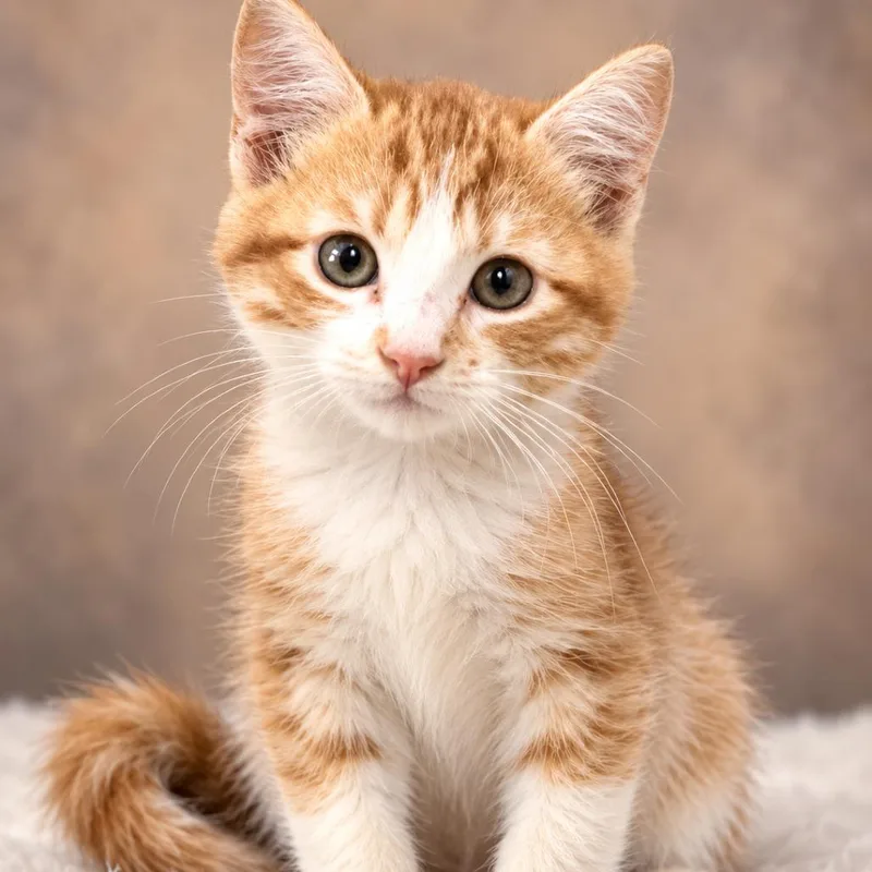 A baby small-sized male Orange & White Domestic Medium Hair cat named Champ for adoption in Lucedale, MS