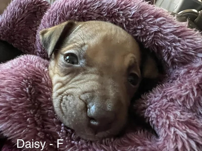 A baby large-sized female Red / Chestnut / Orange Boxer dog named Daisy for adoption in Troy, AL