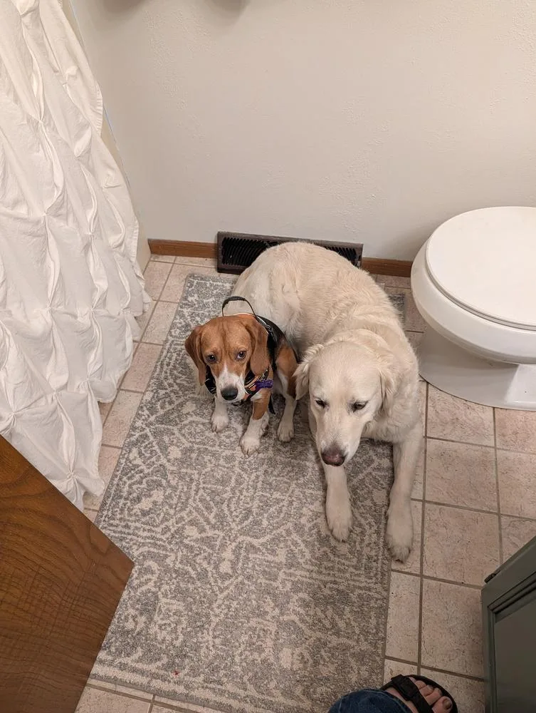 A young small-sized female Beagle dog named Dottie Freegle for adoption in Waunakee, WI
