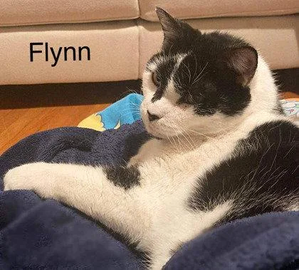 Flynn thumbnail 2