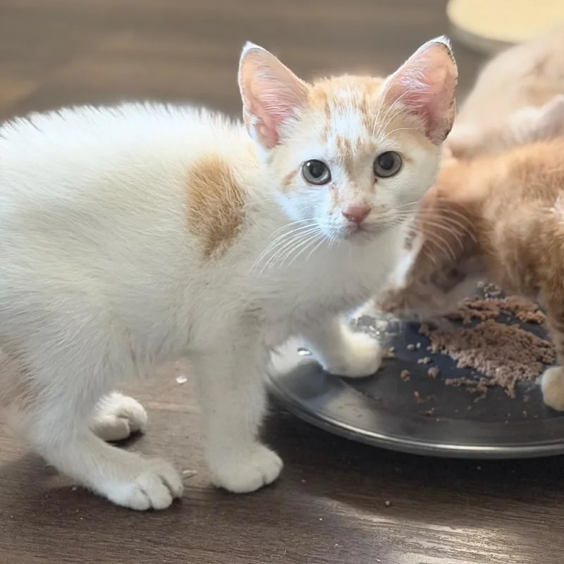 A baby small-sized male White Domestic Short Hair cat named Yellow Card Yogi for adoption in White, GA