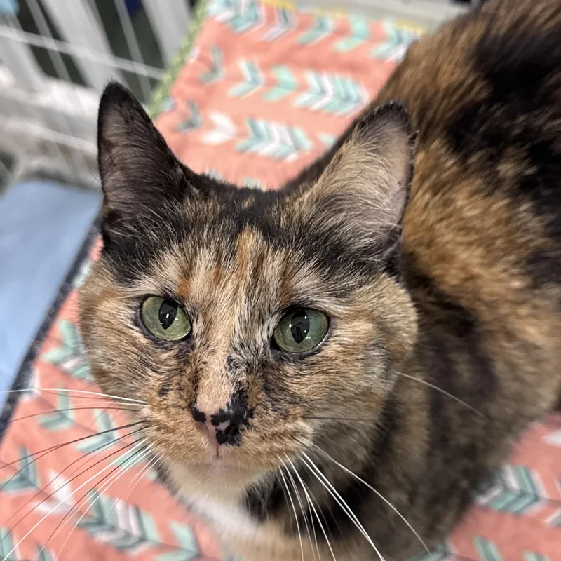 An adult medium-sized female Tortoiseshell Domestic Short Hair cat named Fiona for adoption in Mokena, IL