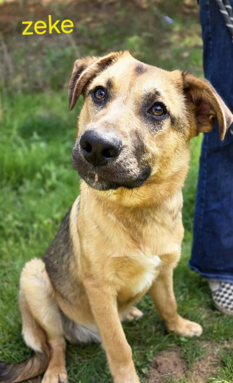 A young medium-sized male German Shepherd Dog dog named Zeke for adoption in Franklin, NC