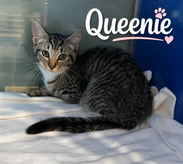 A baby small-sized female Domestic Short Hair cat named Queenie for adoption in Westminster, MD