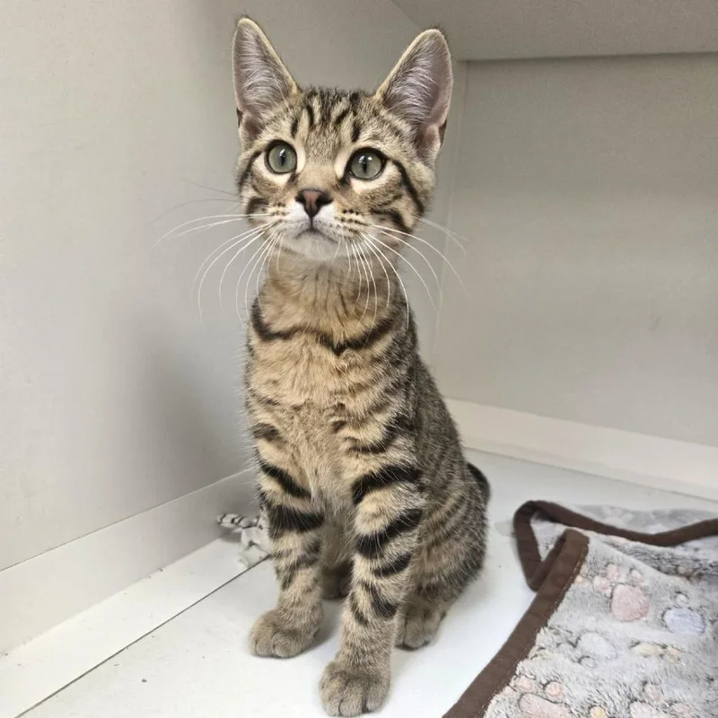 A baby small-sized male Brown / Chocolate Domestic Short Hair cat named Finale for adoption in Champaign, IL