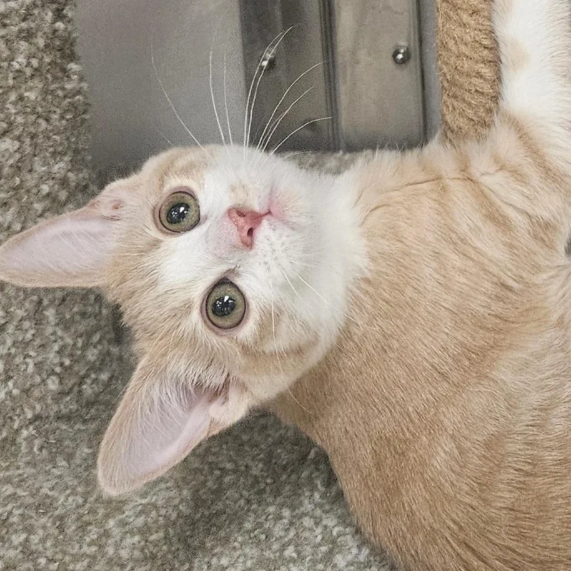 A baby small-sized female Buff / Tan / Fawn Domestic Short Hair cat named Nora for adoption in Grantsville, UT