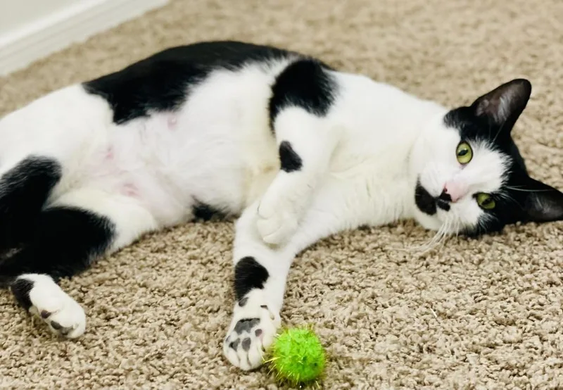An adult medium-sized female Black & White / Tuxedo Domestic Short Hair cat named Dakota for adoption in tucson, AZ