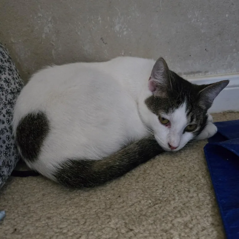 A baby small-sized male Gray & White Domestic Short Hair cat named Popeye for adoption in Liverpool, TX