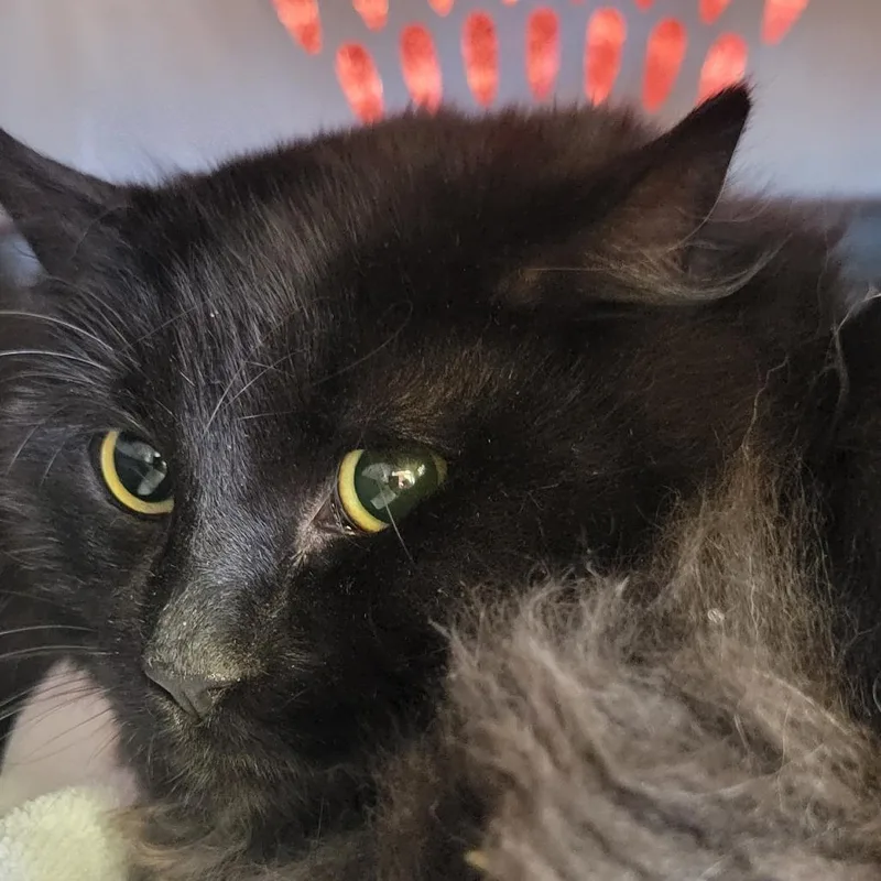 Side Quest thumbnail 2