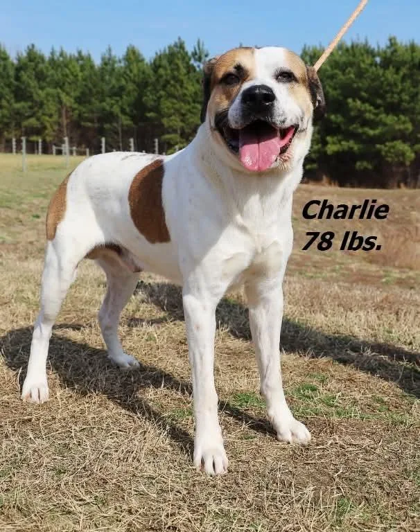 An adult large-sized male Mixed Breed dog named Charlie for adoption in Oxford, NC