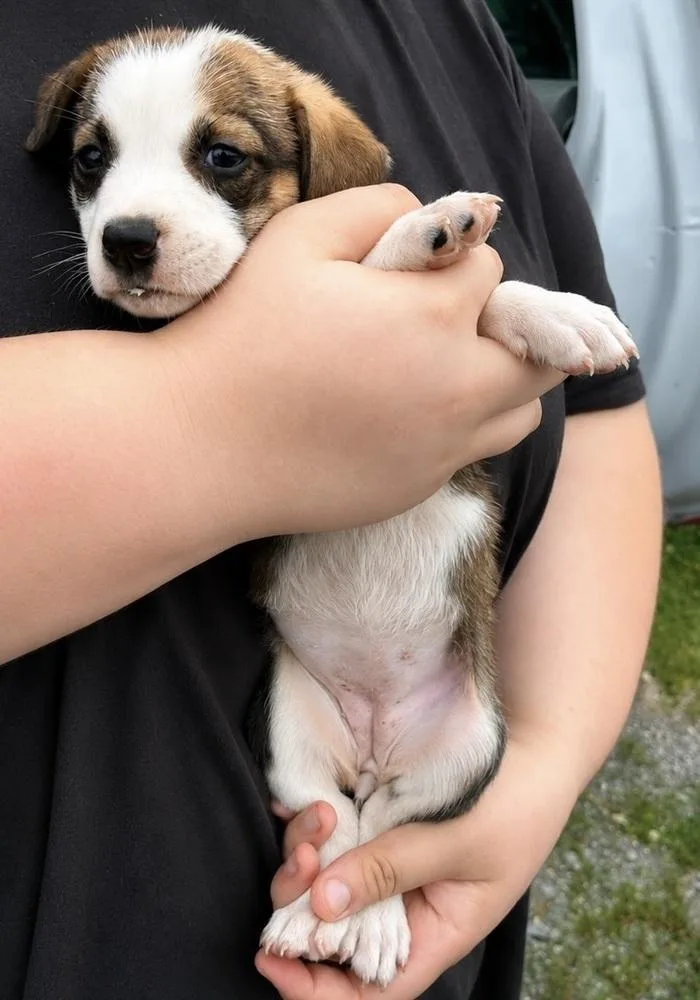 A baby small-sized female Tricolor (Brown, Black, & White) Bluetick Coonhound dog named Philly for adoption in Colorado Springs, CO