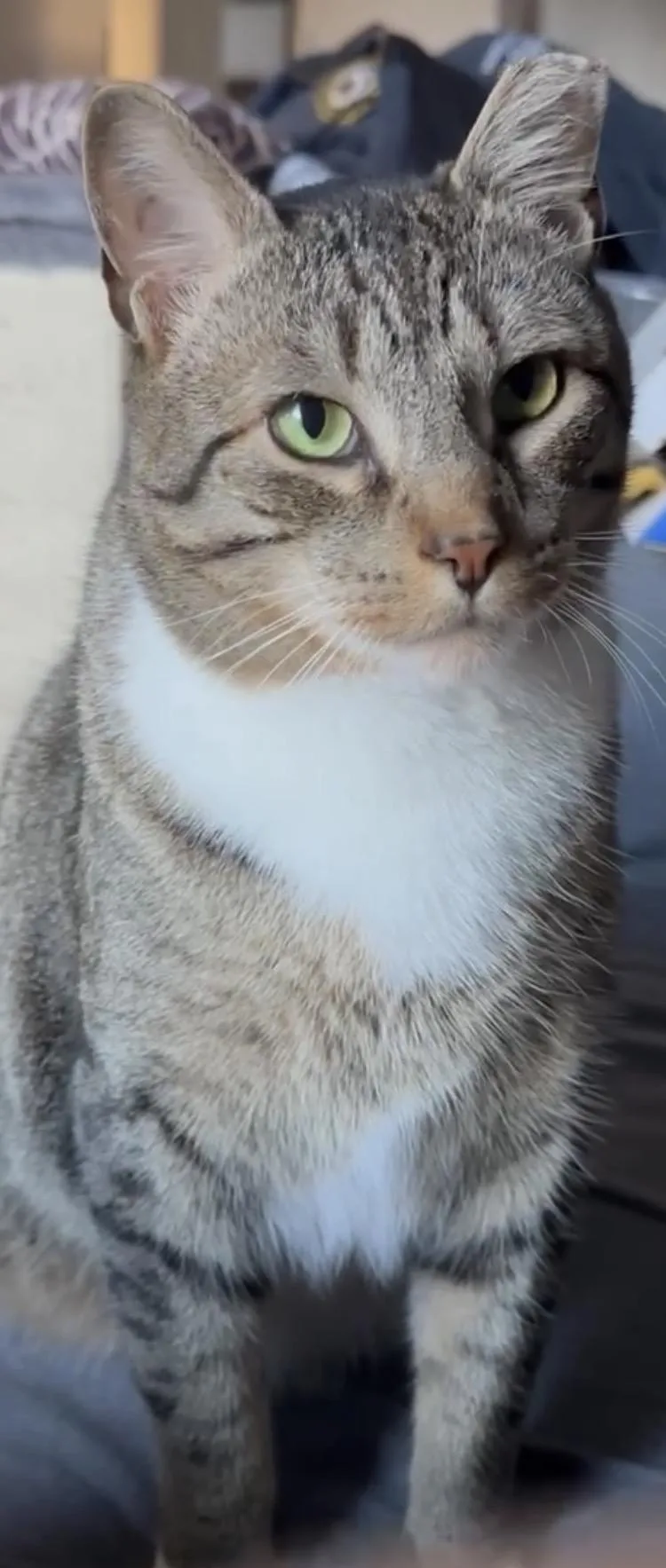 An adult medium-sized male Tabby (Buff / Tan / Fawn) Domestic Short Hair cat named Bojangles for adoption in Staten Island, NY
