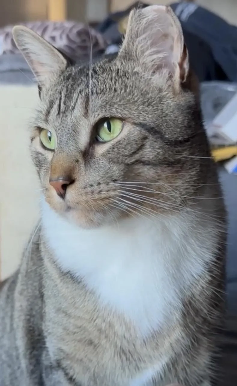 Bojangles thumbnail 2