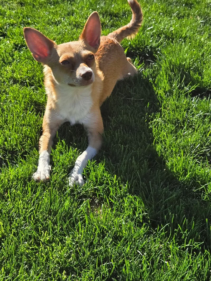 Stella