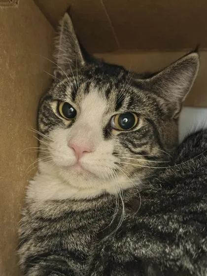 An adult large-sized male Domestic Short Hair cat named Puff for adoption in West Chester, PA