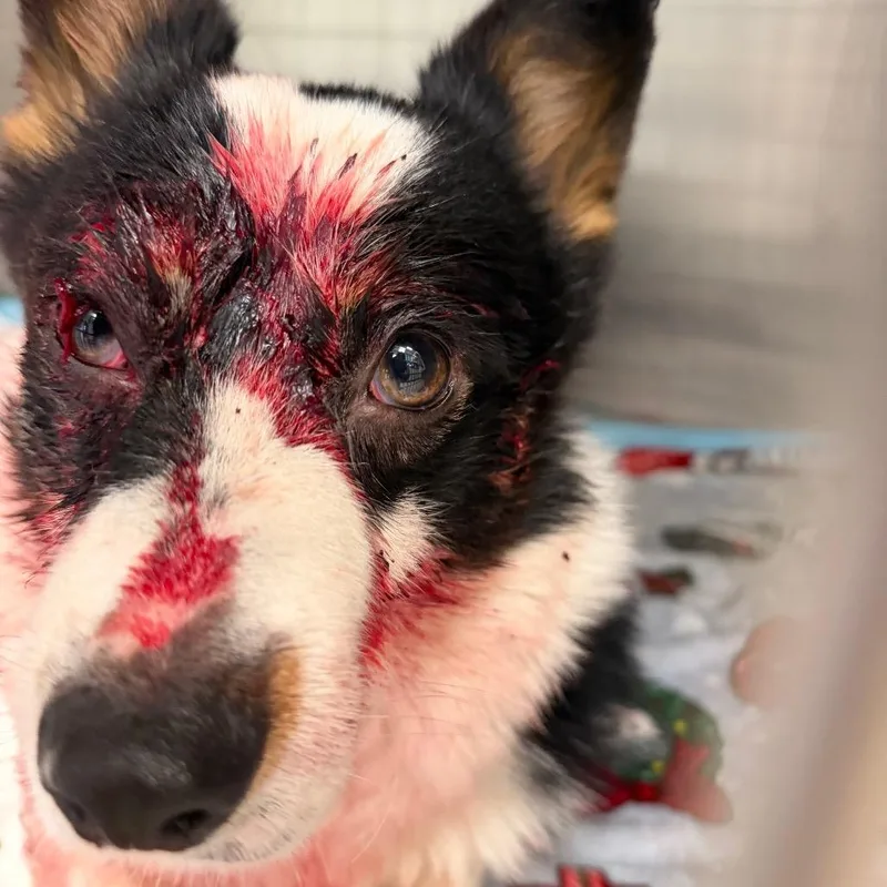 An adult medium-sized male Black Cardigan Welsh Corgi dog named Duffy for adoption in Bastrop, TX