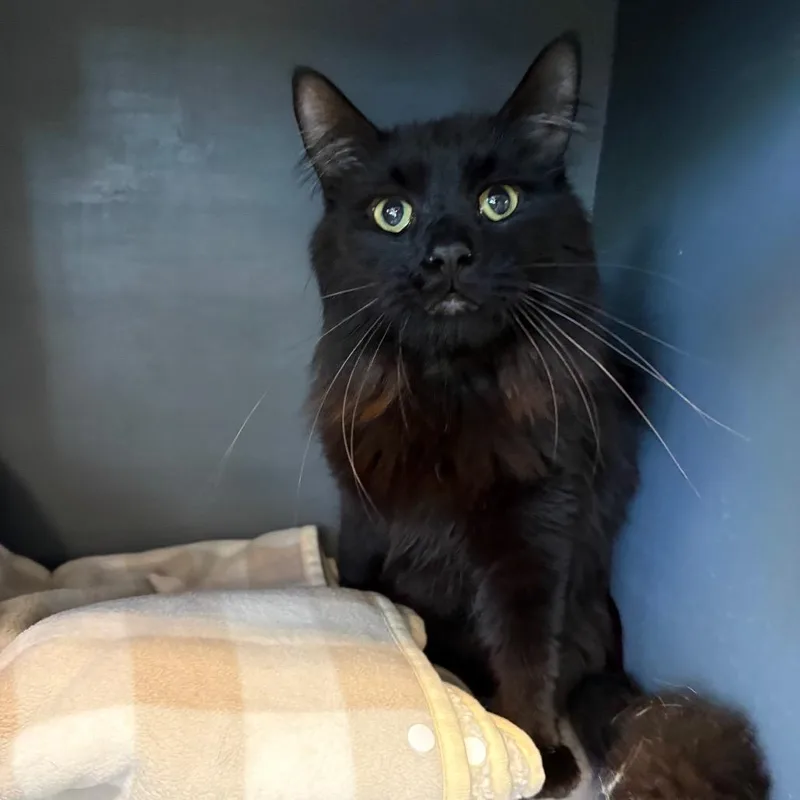 A young medium-sized male Black Domestic Short Hair cat named Viktor for adoption in DeKalb, IL