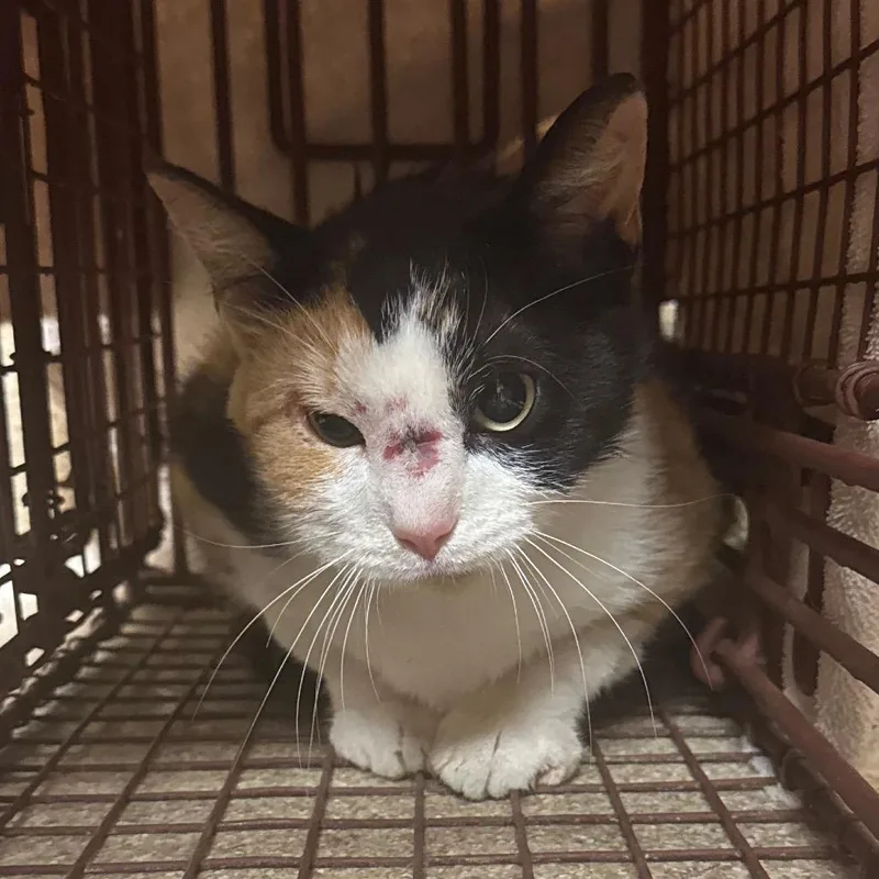 An adult medium-sized female Black Domestic Short Hair cat named Laurie for adoption in Bristol, IN