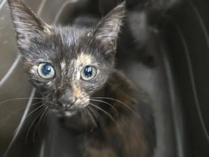 A baby small-sized female Domestic Short Hair cat named Jojo for adoption in Cumming, GA