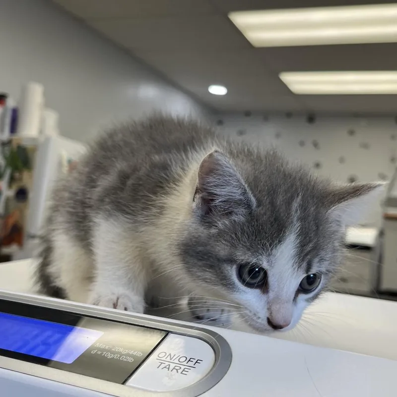 A baby small-sized female Gray / Blue / Silver Domestic Long Hair cat named Five for adoption in Morganfield, KY