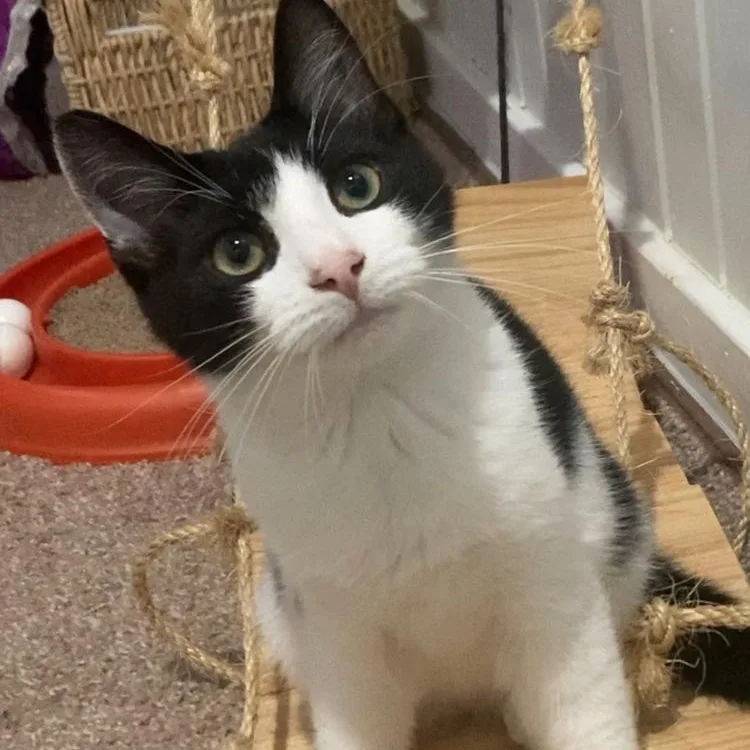 A baby medium-sized male Black & White / Tuxedo Domestic Short Hair cat named Tator Tot for adoption in Washington, PA