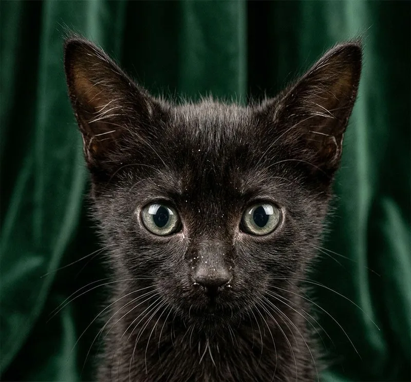 A baby small-sized male Domestic Short Hair cat named DragonFly for adoption in Lavonia, GA