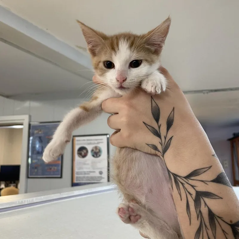 A baby small-sized male Orange / Red Domestic Short Hair cat named Dean Di Laurentis for adoption in Madison, WI