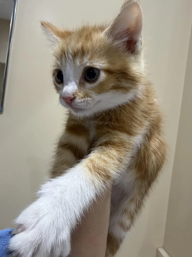 A baby small-sized male Domestic Medium Hair cat named Marshy for adoption in Long Beach, CA