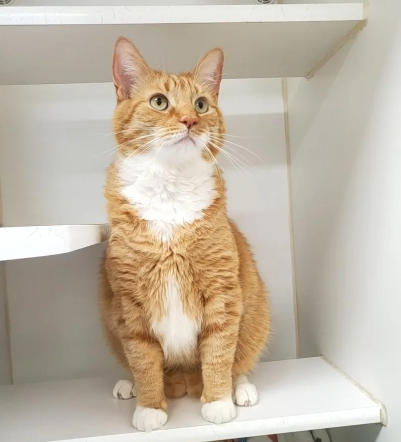 An adult large-sized male Domestic Short Hair cat named Oj for adoption in Reisterstown, MD